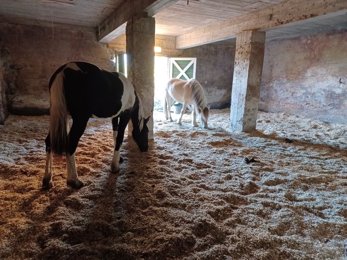 Vår flotte svære innehall hestene bruker veldig mye til hvile på selv gode varme dager 